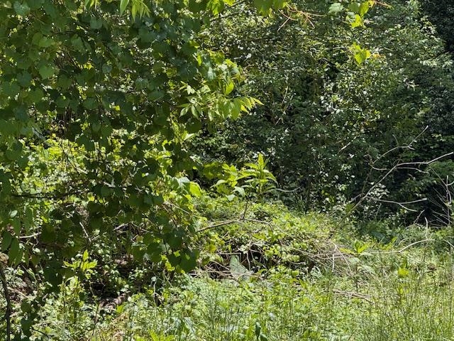 Photo of Photo of